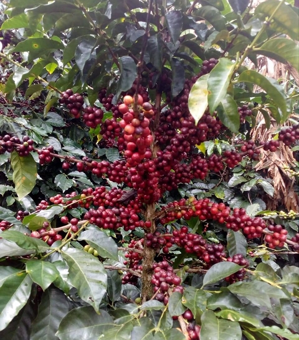 INCA ROOT -CAFE-1