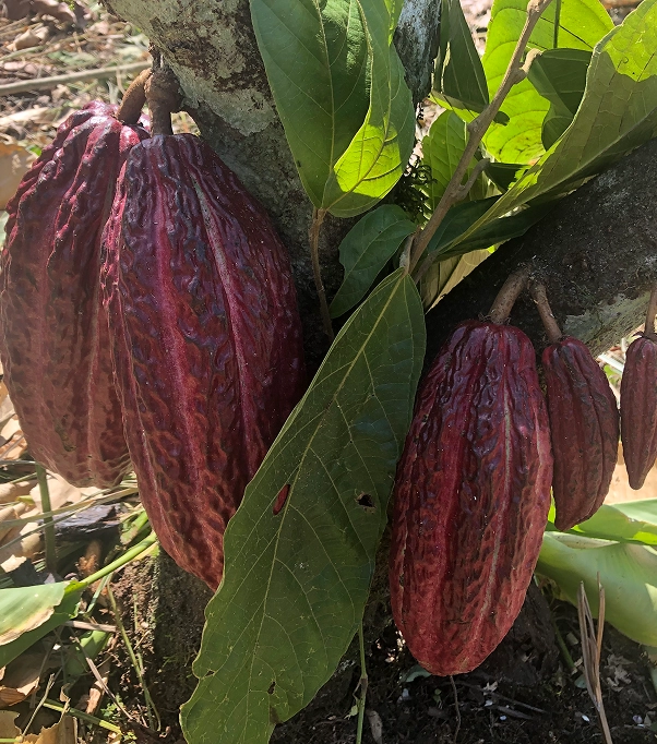 INCA ROOT CO