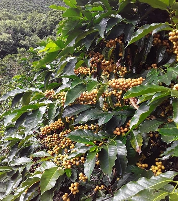 INCA ROOT CO